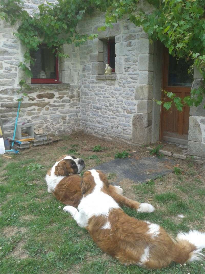 concours n° 49 : notre saint Bernard en mode "farniente" Photo_30