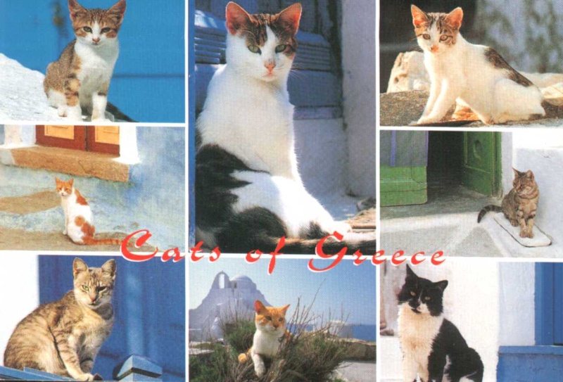 Les chats en Grèce 4y1qll10