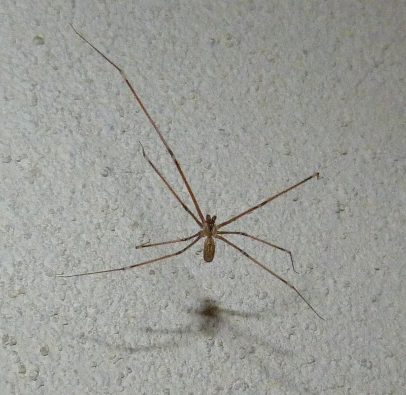 Comment s'appelle cette araignée ? P1050318