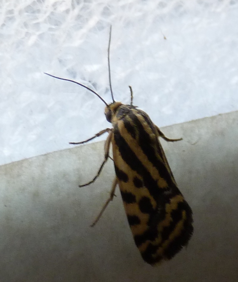 [Emmelia trabealis](Noctuidae)nocturne ? P1050414