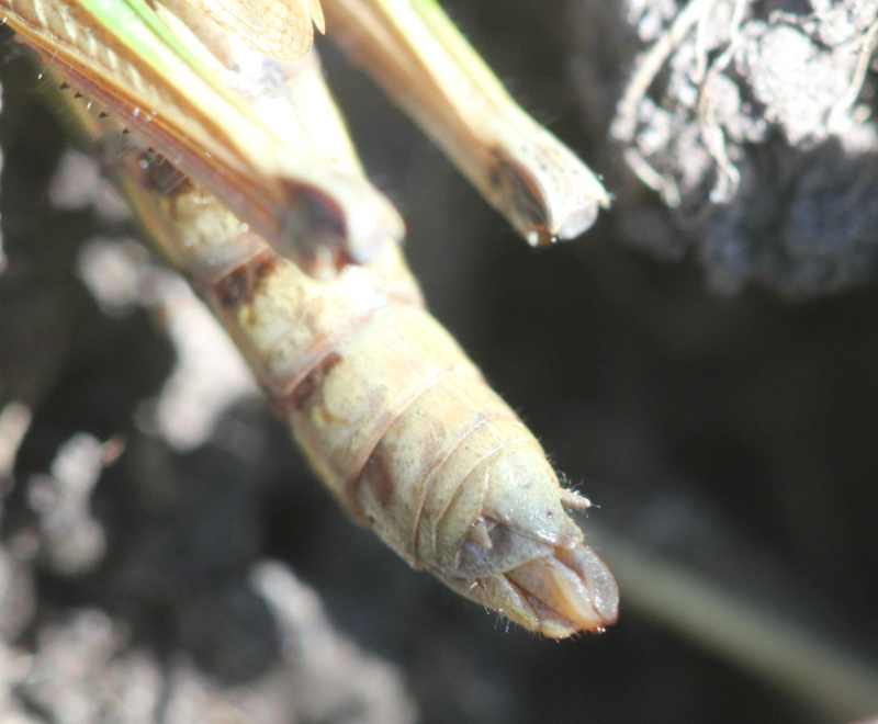 [Pseudochorthippus montanus] Chorthippus montanus 2012-023