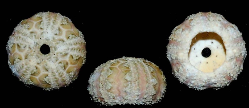 Camarodonta - Temnopleuridae - Microcyphus maculatus L. Agassiz in L. Agassiz & Desor, 1846  Microc11