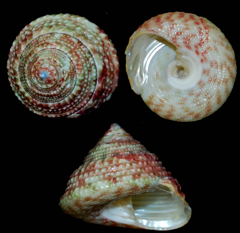 Trochus stellatus Gmelin, 1791 Tectus10