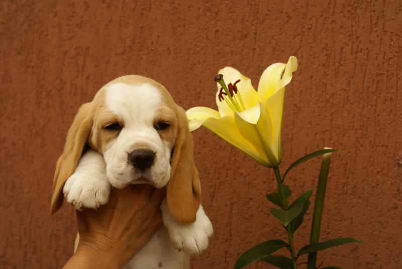 Chiots beagles lof  naissance prévu mi-mai! - Page 3 Kindja10