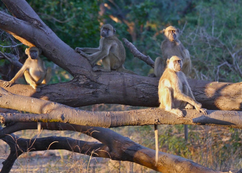 Baboons and Vervets, Lower Zambezi Safari, Zambia, June 2013 P1010210