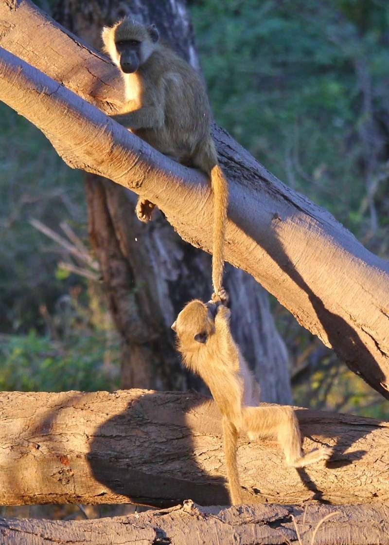 Baboons and Vervets, Lower Zambezi Safari, Zambia, June 2013 P1010213
