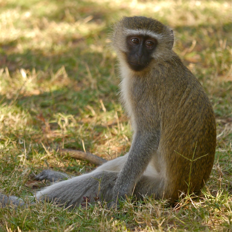 Baboons and Vervets, Lower Zambezi Safari, Zambia, June 2013 P1010310