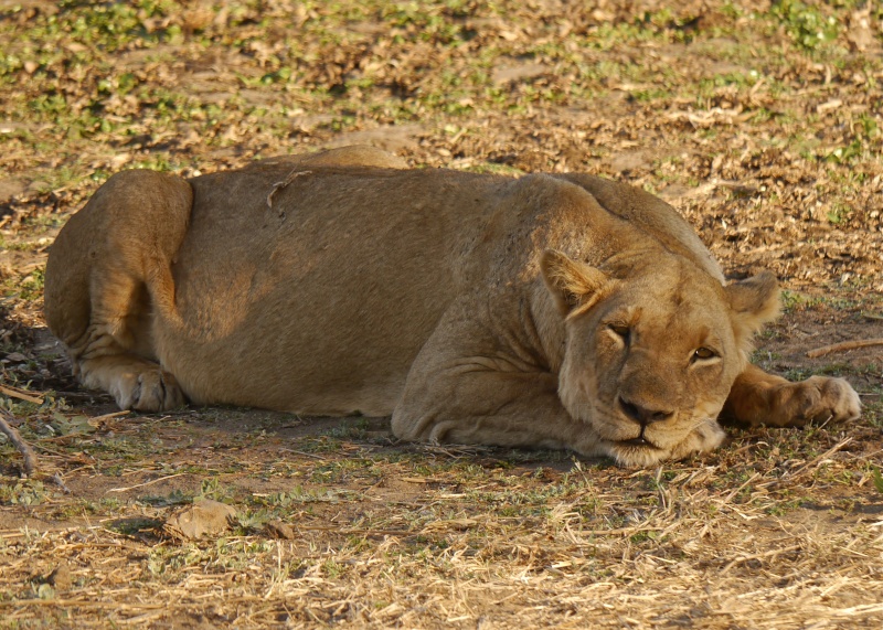 Lions of the Lower Zambezi, Zambia Safari, June 2013 P1010511