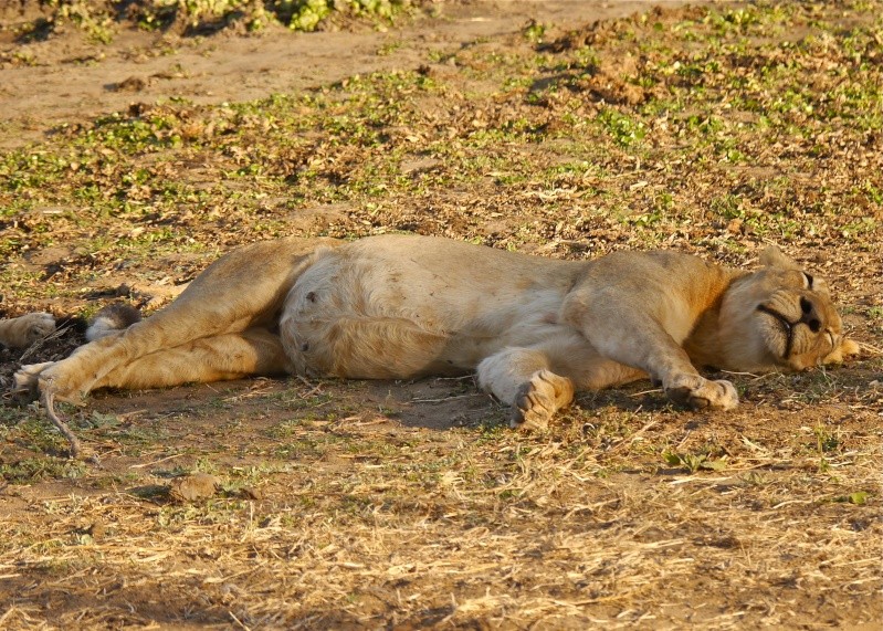 Lions of the Lower Zambezi, Zambia Safari, June 2013 P1010512