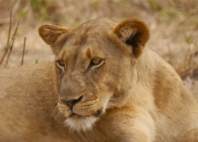 Lions of the Lower Zambezi, Zambia Safari, June 2013 P1010711