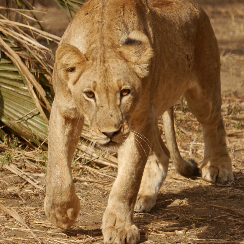 Lions of the Lower Zambezi, Zambia Safari, June 2013 P1010712