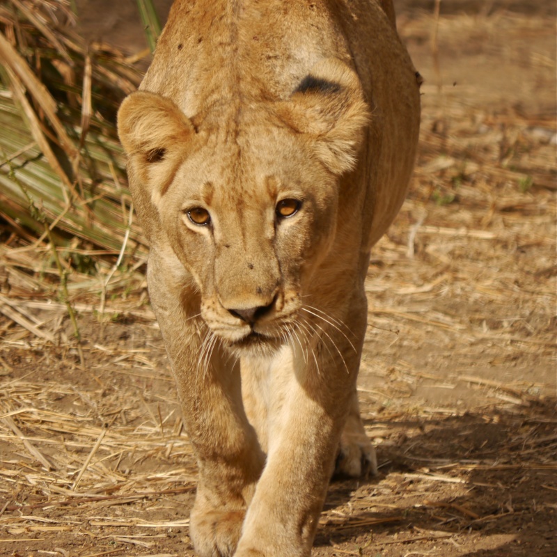 Lions of the Lower Zambezi, Zambia Safari, June 2013 P1010713