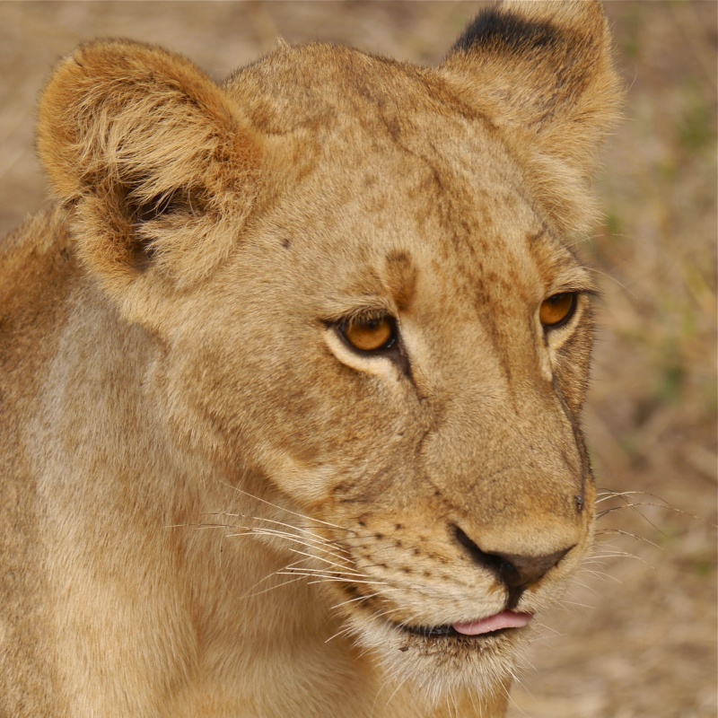 Lions of the Lower Zambezi, Zambia Safari, June 2013 P1010714