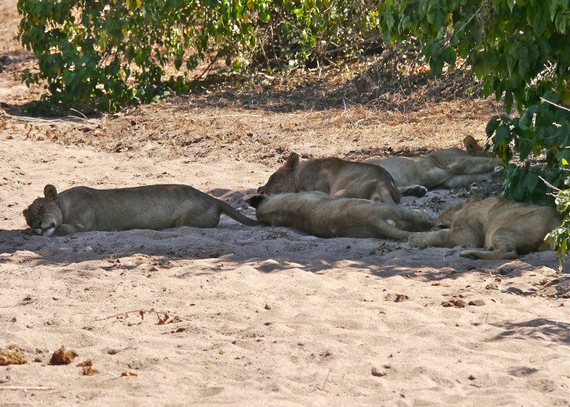 Lions of the Lower Zambezi, Zambia Safari, June 2013 P1020010