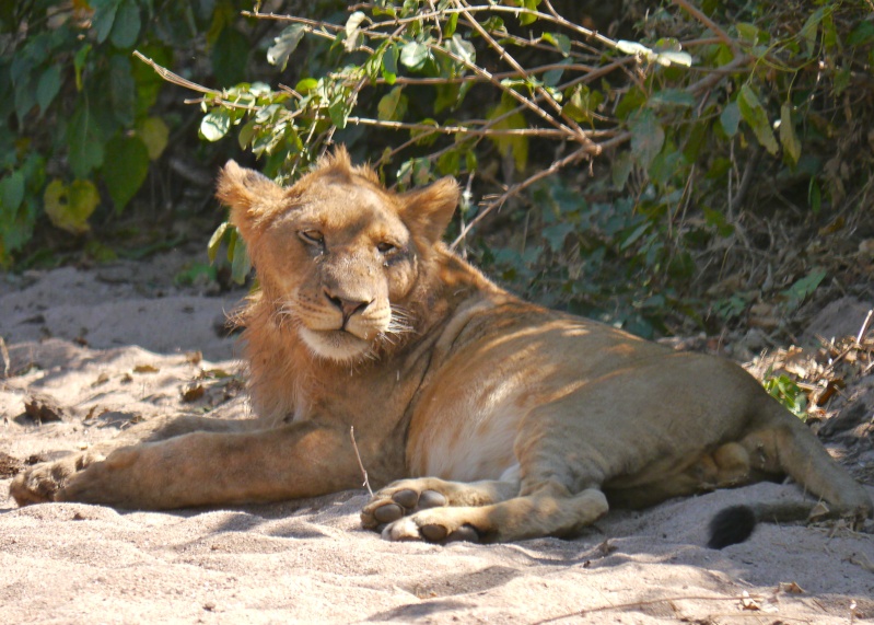 Lions of the Lower Zambezi, Zambia Safari, June 2013 P1020011