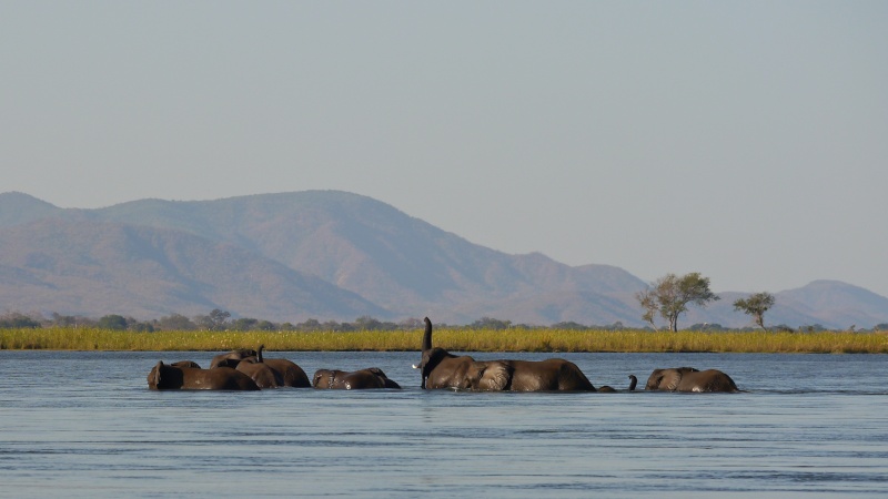 Elephants crossing the Zambezi River, Zambia Safari, June 2013 P1020110