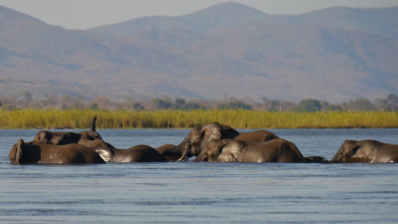 Elephants crossing the Zambezi River, Zambia Safari, June 2013 P1020111