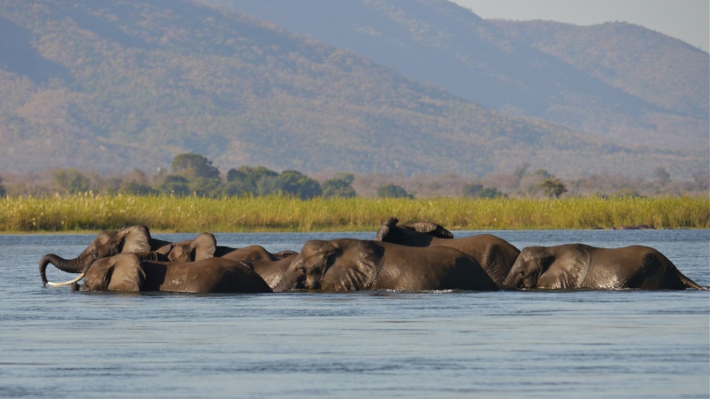 Elephants crossing the Zambezi River, Zambia Safari, June 2013 P1020112