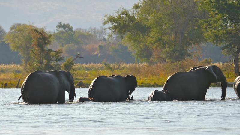 Elephants crossing the Zambezi River, Zambia Safari, June 2013 P1020113