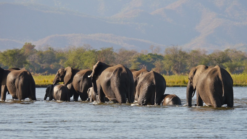 Elephants crossing the Zambezi River, Zambia Safari, June 2013 P1020114