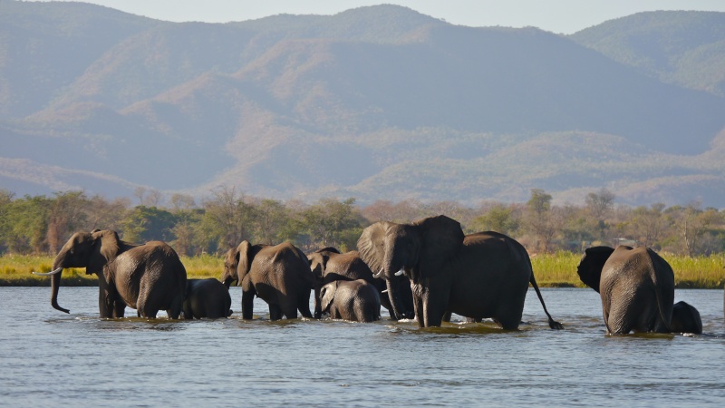 Elephants crossing the Zambezi River, Zambia Safari, June 2013 P1020115
