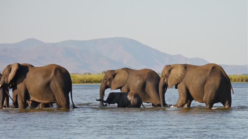 Elephants crossing the Zambezi River, Zambia Safari, June 2013 P1020116