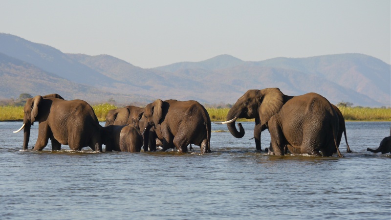 Elephants crossing the Zambezi River, Zambia Safari, June 2013 P1020117