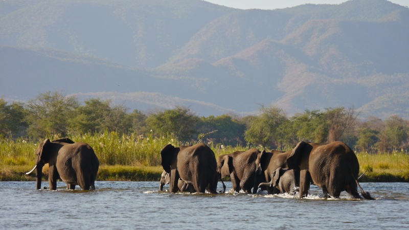 Elephants crossing the Zambezi River, Zambia Safari, June 2013 P1020118