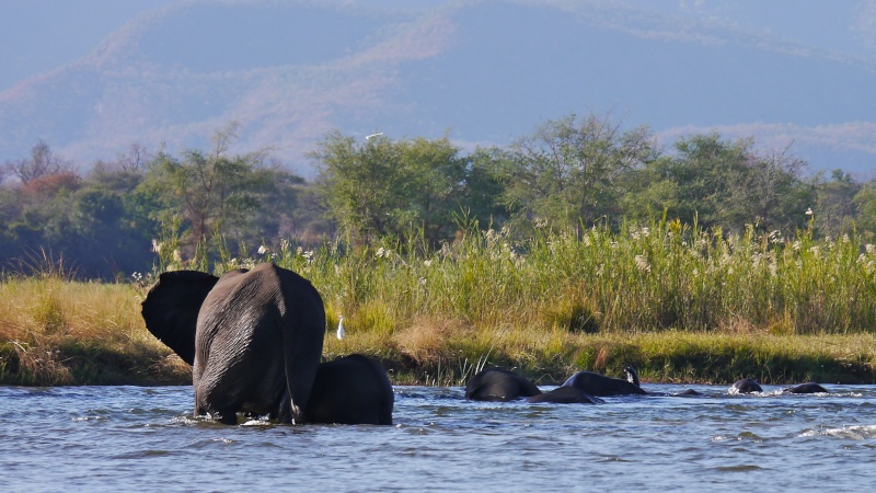 Elephants crossing the Zambezi River, Zambia Safari, June 2013 P1020119