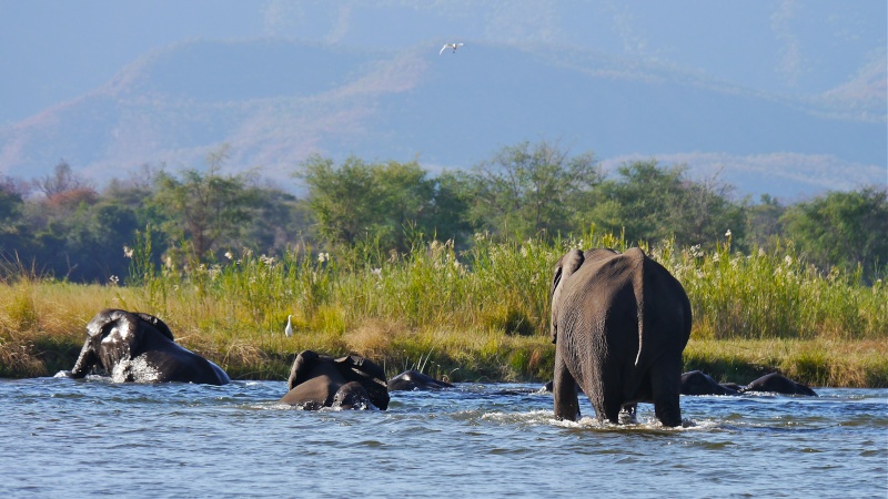 Elephants crossing the Zambezi River, Zambia Safari, June 2013 P1020120