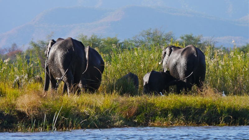 Elephants crossing the Zambezi River, Zambia Safari, June 2013 P1020121