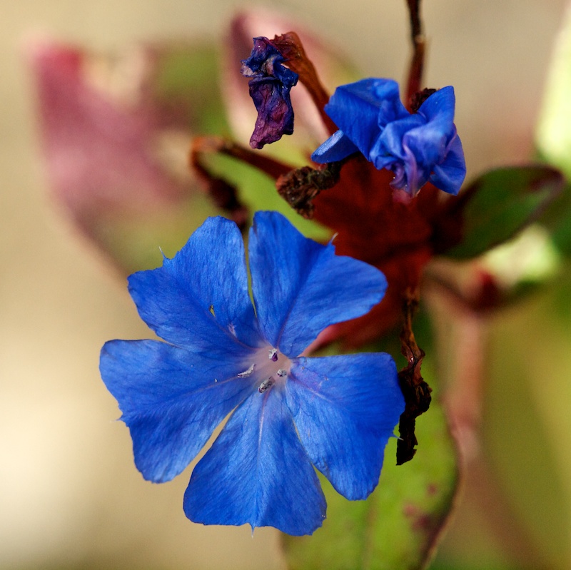 fleur bleue Fleurb10
