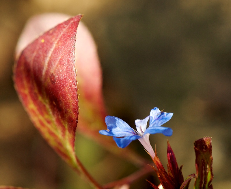fleur bleue Fleurb11