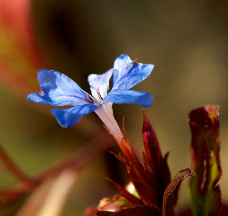 fleur bleue Fleurb13