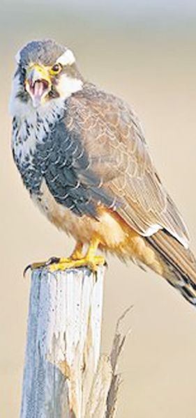 Con halcones y gavilanes, Intercepta Uruguay espanta palomas de edificios y cultivos 21378810