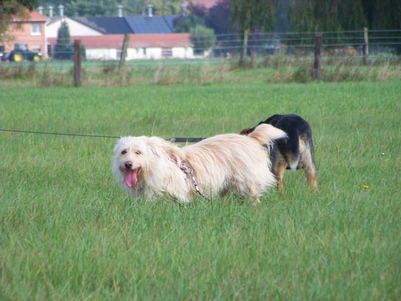 Süßes Hundemädchen wartete 6 Jahre im spanischen Tierheim - vermittelt! 3711
