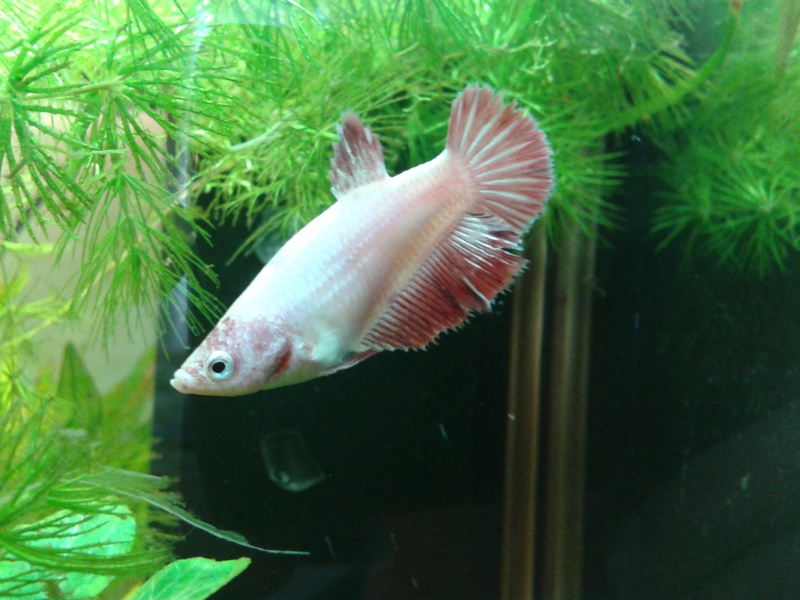 Mes bettas Photo_19