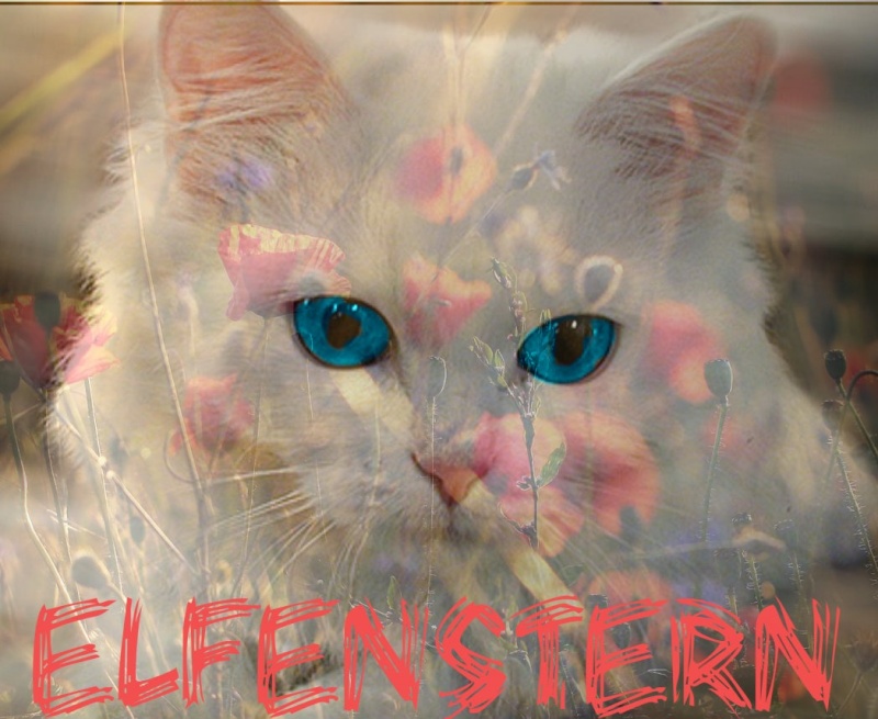 Elfenstern ~ Your crazy Star of ElfenClan ! Elfaaa10