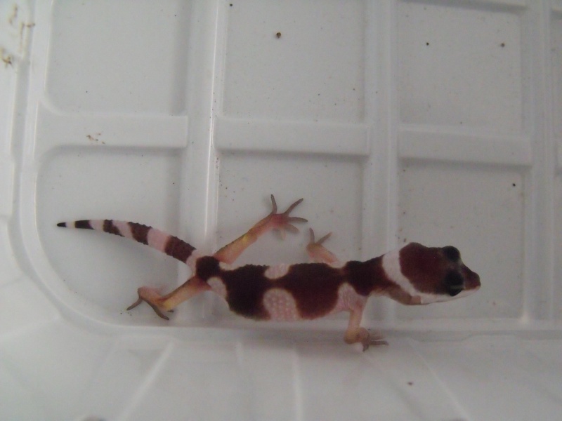 Phase inconnue pour deux de mes geckos  Naissa10