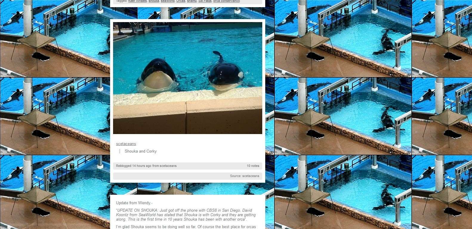 [Site] Killer Whale Captivity Cats10