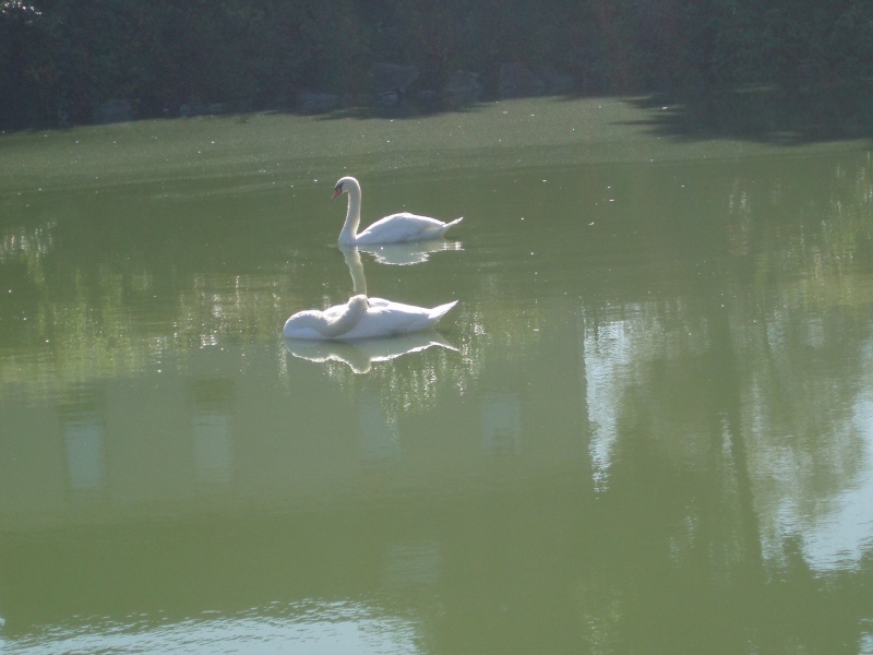 Mes photos d'oiseaux (Fauvette) - Page 2 P9300013