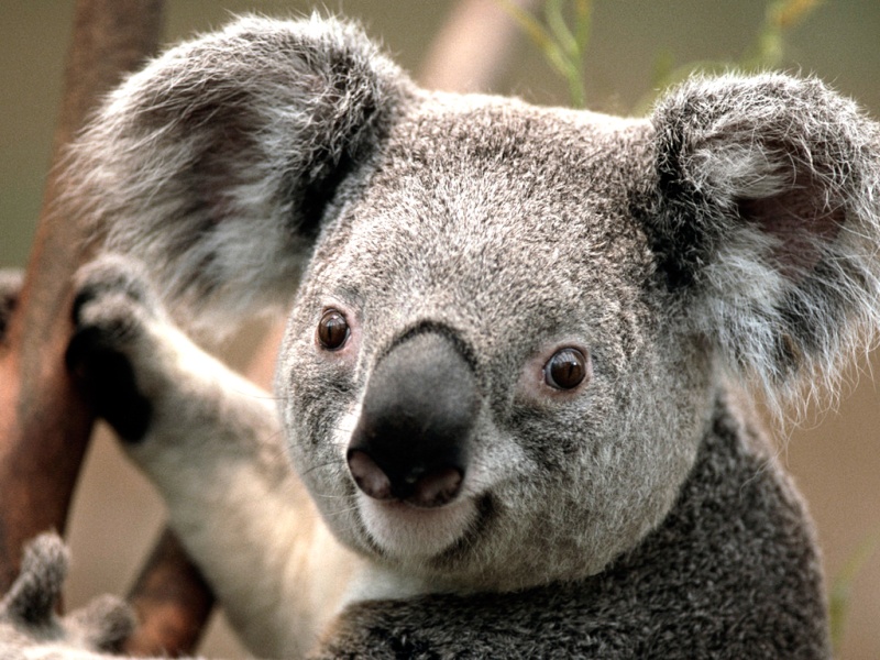 test123456 Koala10