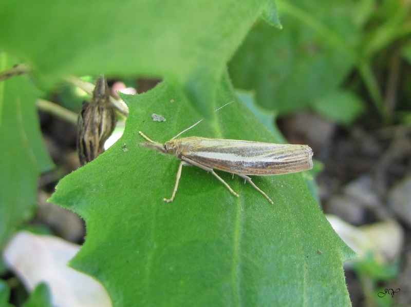 Hétérocères : Lozotaenia forsterana et autres sp Agriph10