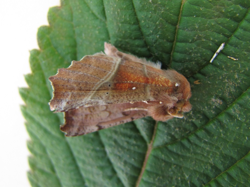 Hétérocères : Lozotaenia forsterana et autres sp Dacoup10