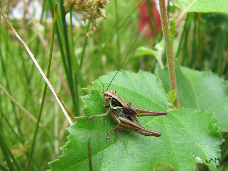 Metrioptera  roeselii ? Img_0912