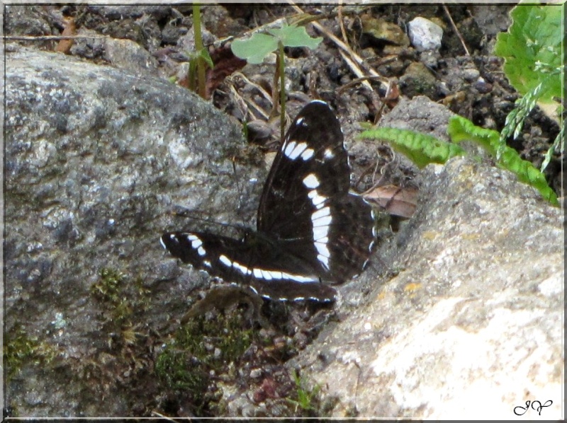 Papillon noir et blanc. Img_1910