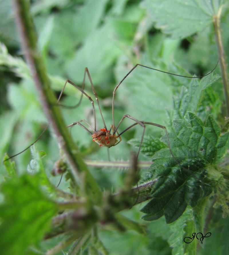Araignée rouge Img_8912