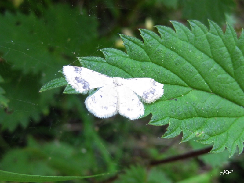 Idaea - Papillon blanc   : Idaea trigeminata Le_11_10