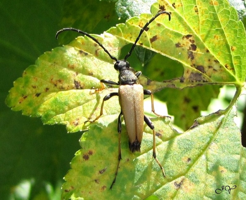 Stictoleptura rubra  Sticto10