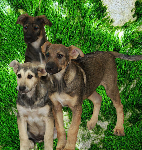 12 щенков-смертников 3 недели и мама под угрозой гибели + стая собак и 4 подросших щенка Getima24